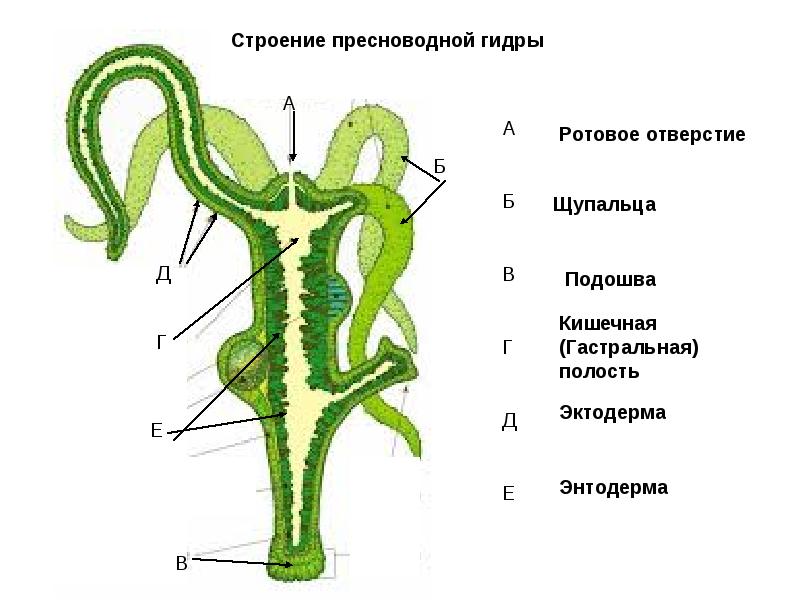 Kraken рабочее зеркало